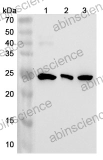 Anti-Mouse DTYMK Polyclonal Antibody