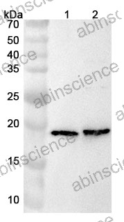 Anti-Mouse ADCYAP1 Polyclonal Antibody