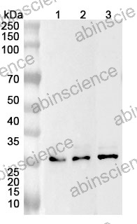 Anti-Mouse CA4 Polyclonal Antibody