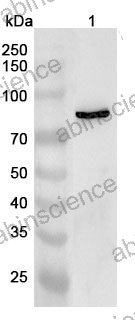 Anti-MX2 Polyclonal Antibody