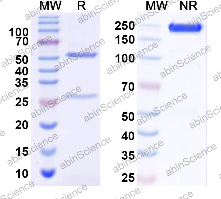 Anti-Mouse CD191/CCR1 Recombinant Antibody (SAA2406)