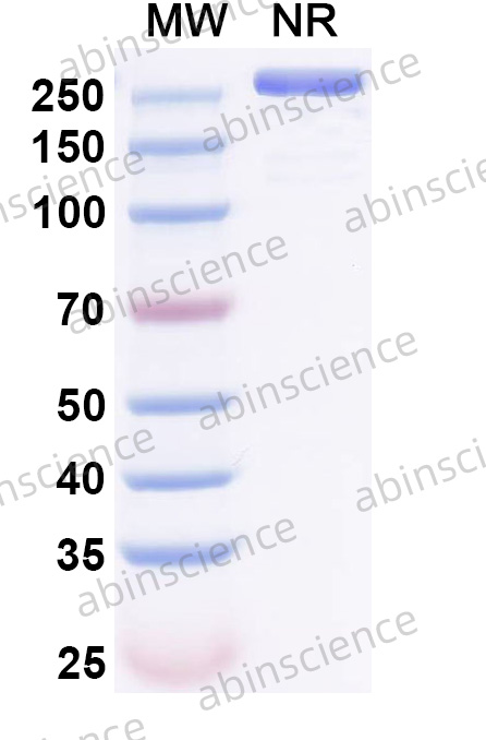 InVivoMAb Anti-Mouse PD-1 & VEGF Antibody (RMP1-14 & 2G11-2A05)
