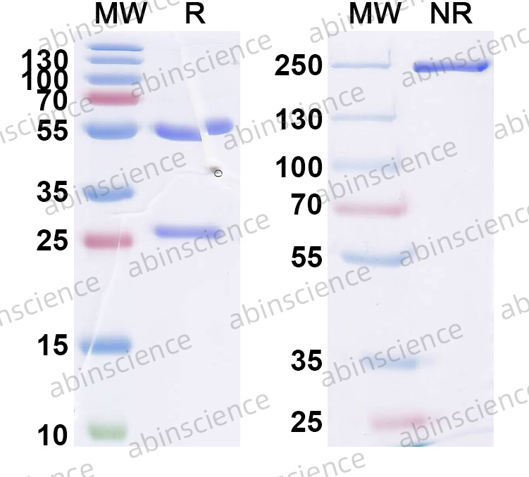 Anti-Mouse VEGFA Recombinant Antibody (2G11-2A05)