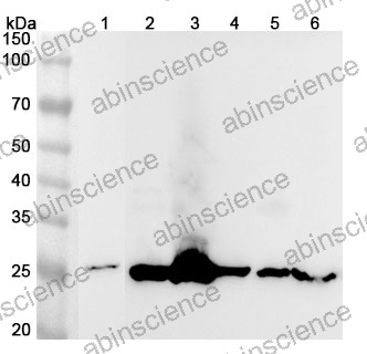 Anti-Mouse PRDX6 Polyclonal Antibody