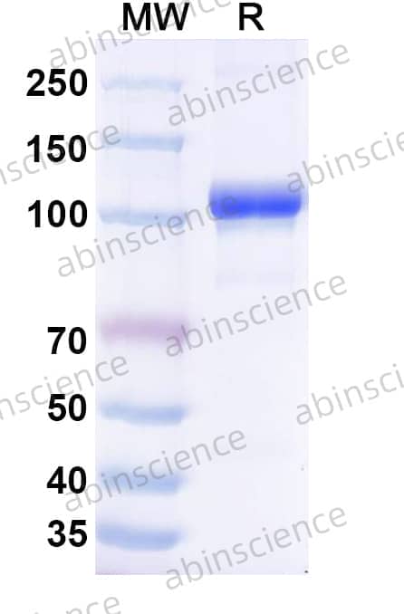 Mouse TF/Serotransferrin Recombinant Protein (C-Fc)