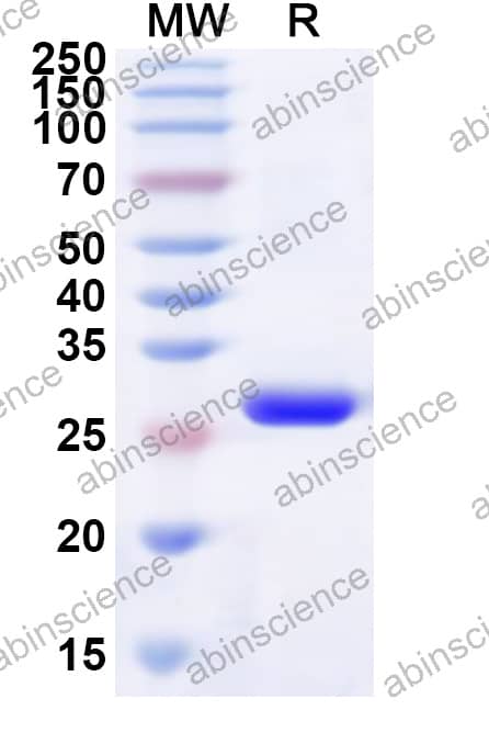 Mouse PLIN5 Recombinant Protein (N-His)