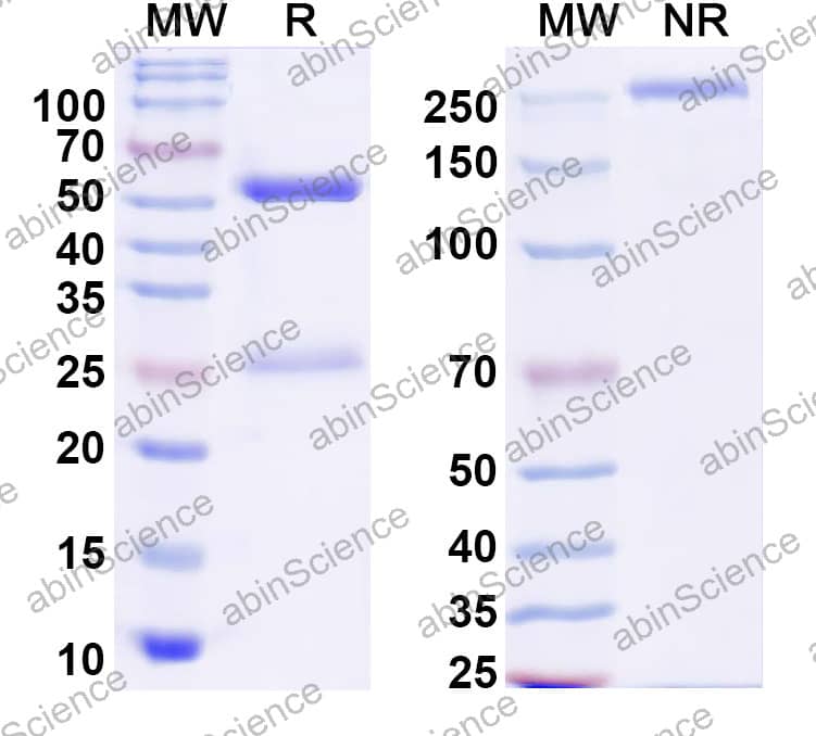 Anti-Mouse F4/80 Recombinant Antibody (CI:A3-1)