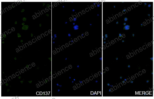 Anti-Mouse 4-1BB/TNFRSF9/CD137 Recombinant Antibody (SAA2312)