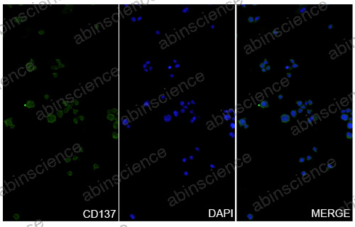 Anti-Mouse 4-1BB/TNFRSF9/CD137 Recombinant Antibody (3H3)