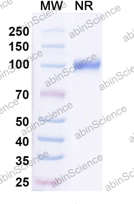 Anti-Mouse CDw210b/IL10RB Recombinant Antibody (SAA2482)