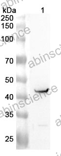 Anti-Mouse IL-10 R beta Polyclonal Antibody