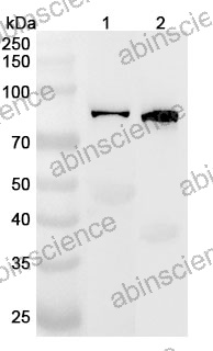 Anti-IL16 Polyclonal Antibody