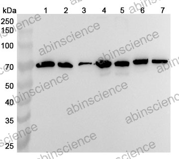 Anti-Mouse CKAP4 Polyclonal Antibody
