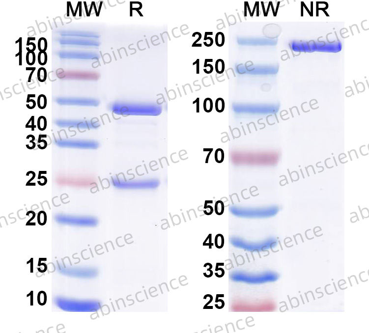 Anti-Mouse MAdCAM-1 Recombinant Antibody (MECA-367)