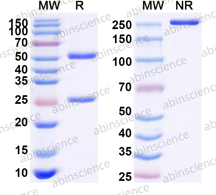 Anti-Mouse CDw210a/IL10RA Recombinant Antibody (1B1.3A)