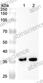 Anti-Mouse ADORA2B Polyclonal Antibody