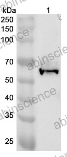 Anti-Mouse PM20D1 Polyclonal Antibody