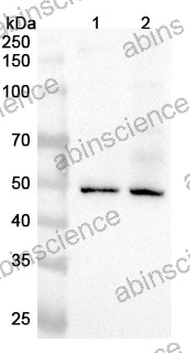 Anti-Mouse SPOCK3 Polyclonal Antibody