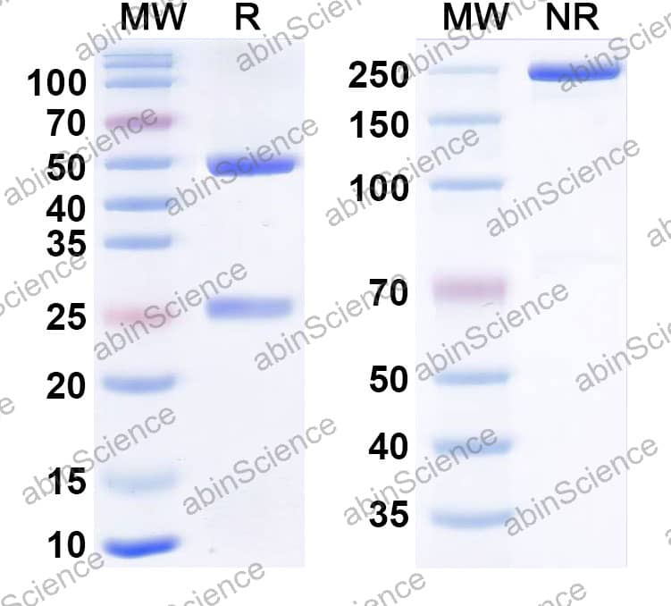 Mouse IgG2a (L234A/L235A/P329G), kappa Recombinant Isotype Control Antibody (HyHEL-10)