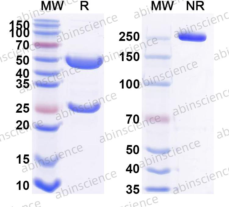 Anti-Mouse TNF-alpha Recombinant Antibody (XT3.11)
