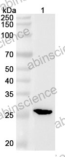 Anti-Mouse CD160 Polyclonal Antibody