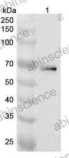 Anti-Mouse CD25/IL2R alpha Polyclonal Antibody