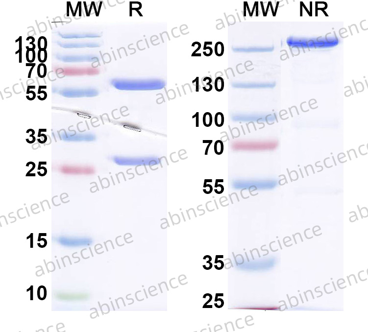 InVivoMAb Anti-Mouse IL1B/IL1F2 Antibody (B122)