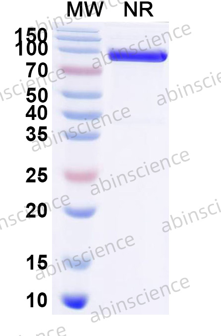 VHH mIgG1 Fc Recombinant Isotype Control Antibody (HyHEL-10)