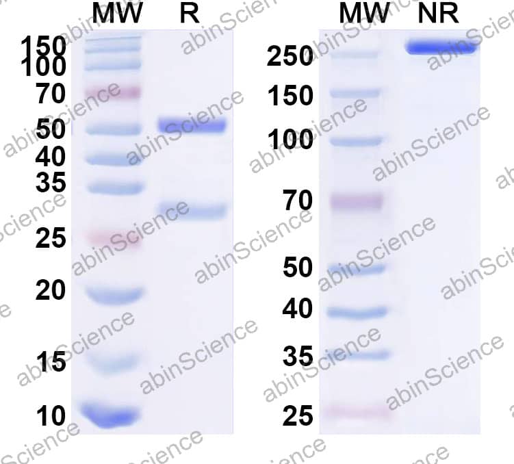 Anti-Mouse Ly6g/Ly-6G.1 Antibody (1A8)