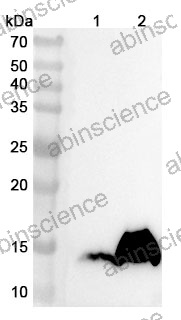 Anti-Mouse LYZ1 Polyclonal Antibody