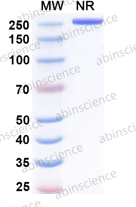 Mouse IgG2a (L234AL235AP329G/LALAPG) Recombinant Isotype Control Antibody (MOPC-173)