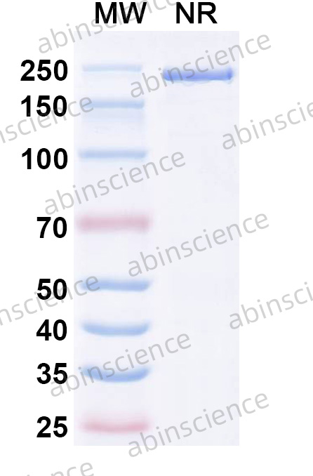 Anti-Mouse LY6E/SCA-2 Recombinant Antibody (SAA1998)
