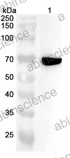 Anti-NDC80/HEC1 Polyclonal Antibody