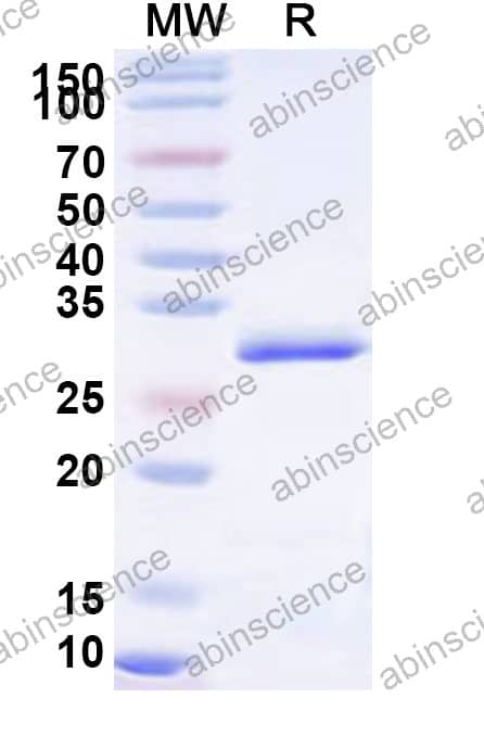 Mouse GABRD Recombinant Protein (N-His)