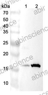 Anti-Mouse REG4 Polyclonal Antibody