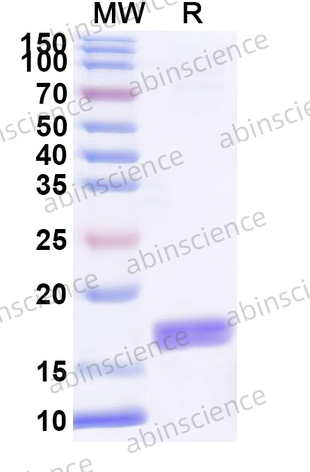 Mouse FNDC5 Recombinant Protein (N-His)