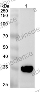 Anti-Mouse CRYL1 Polyclonal Antibody
