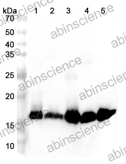 Anti-Mouse PHPT1 Polyclonal Antibody