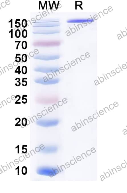Mouse CD100/SEMA4D Recombinant Protein (C-Fc)