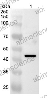Anti-Mouse KRT23 Polyclonal Antibody