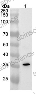 Anti-Mouse GP6 Polyclonal Antibody