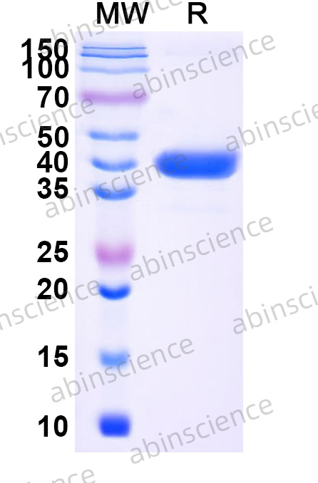 Anti-Mouse CD274/PD-L1/B7-H1 Recombinant Antibody (SAA0359)