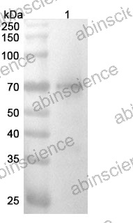 Anti-Mouse GPC3 Recombinant Antibody (7C8)