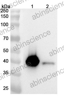 Anti-Mouse SFTPD Polyclonal Antibody