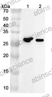 Anti-Mouse CDKN1A Polyclonal Antibody