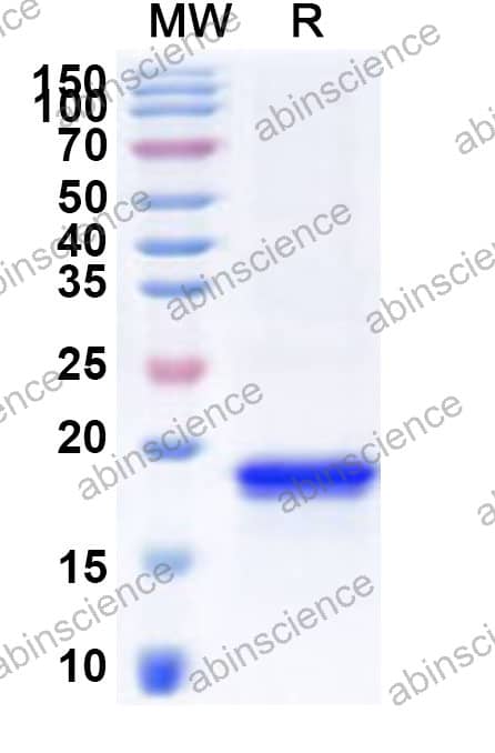 Mouse RNASE4 Recombinant Protein (N-His)