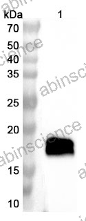 Anti-Mouse CAMP Polyclonal Antibody
