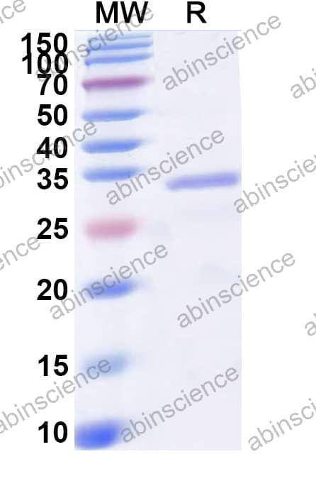 Mouse PPARG Recombinant Protein (N-His)