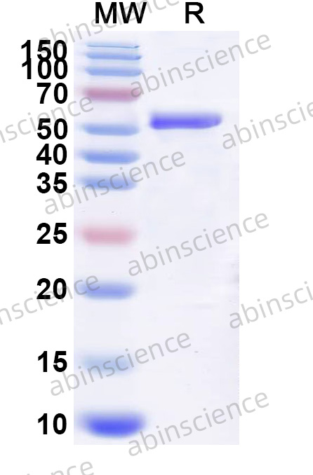 Mouse PPARG Recombinant Protein (N-His)