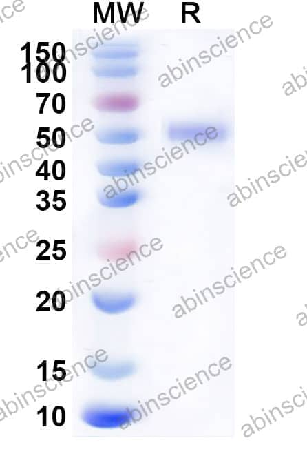 Recombinant Mouse CD70 Protein, C-Fc
